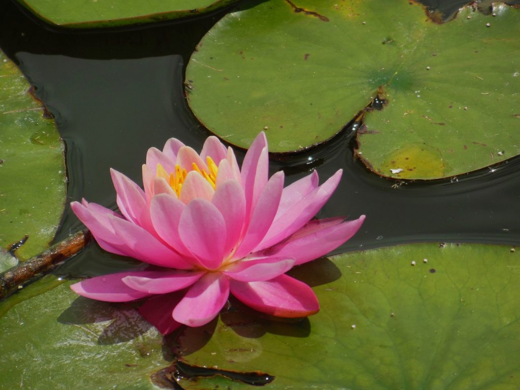 Vedic Astrology reading can help us bloom like a Lotus flower