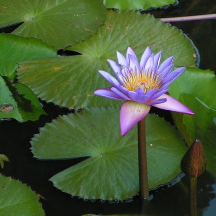 The Lotus in Jyotish grows in mud